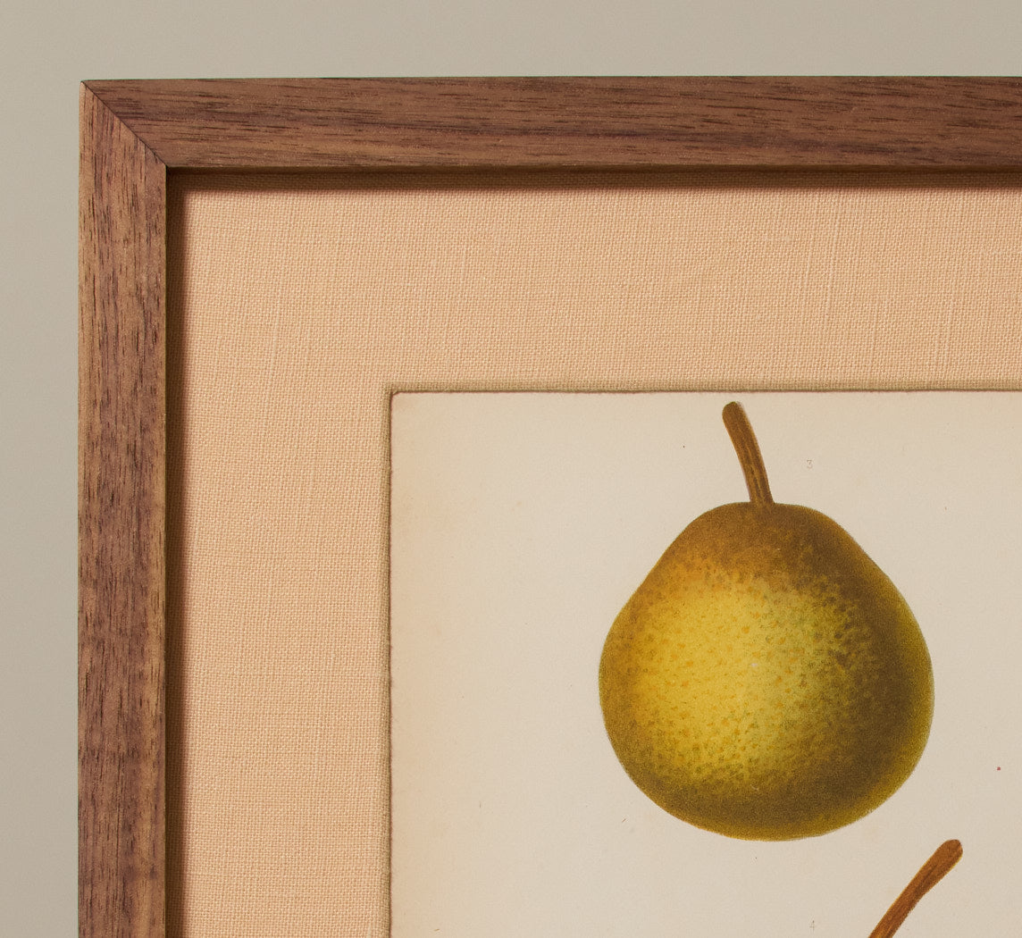 ANTIQUE PEAR STUDY BOTANICAL PRINT I