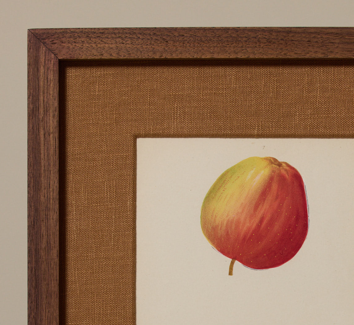ANTIQUE APPLE VARIETAL BOTANICAL PRINT