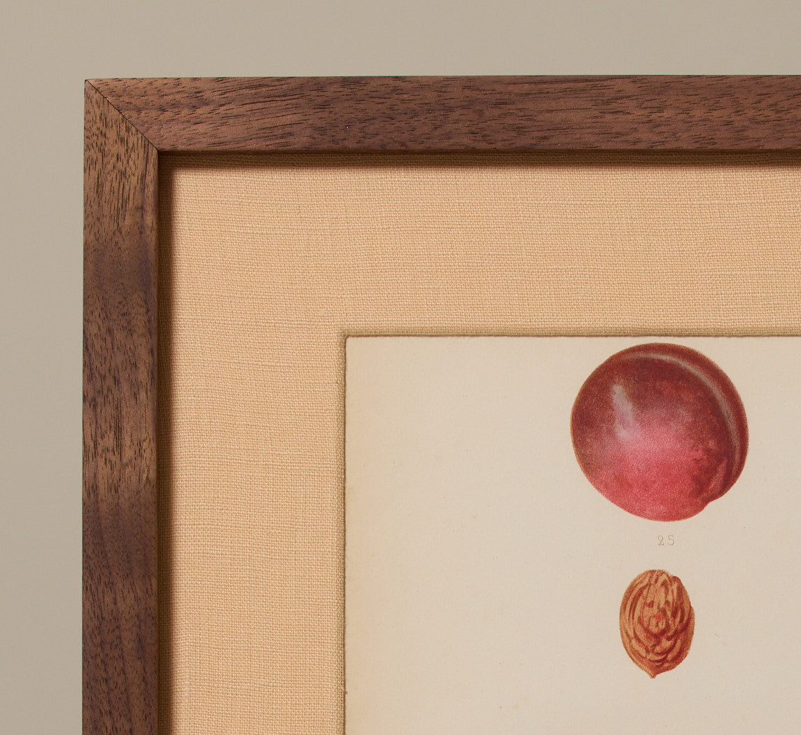 ANTIQUE NECTARINE BOTANICAL PRINT