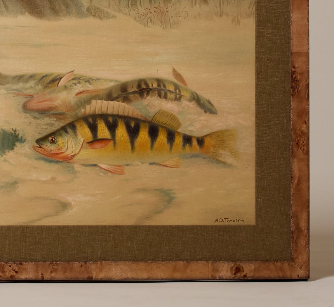 1900S YELLOW PERCH FISH CHROMOLITHOGRAPH