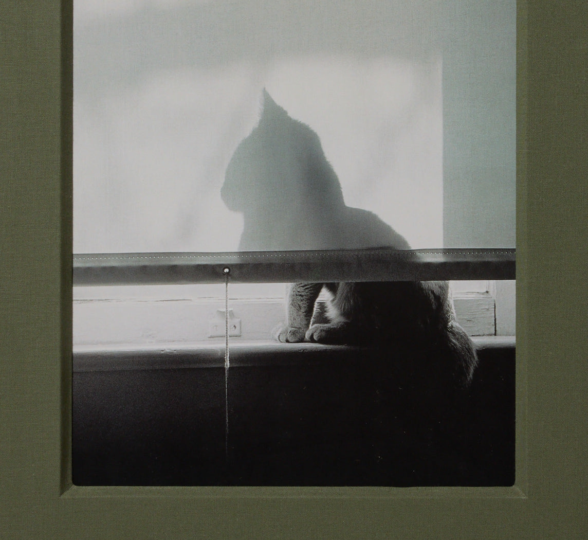VINTAGE PHOTOGRAVURE OF DAYDREAMING CAT