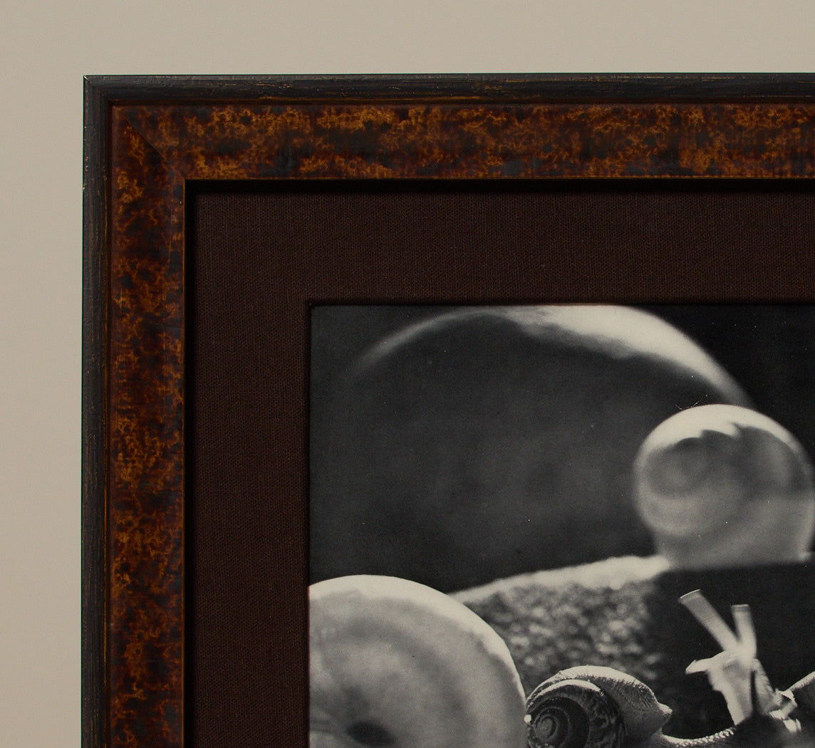 1946 PHOTOLITHOGRAPH "ESCARGOTS" BY WERNER BISCHOF (1916-1954)