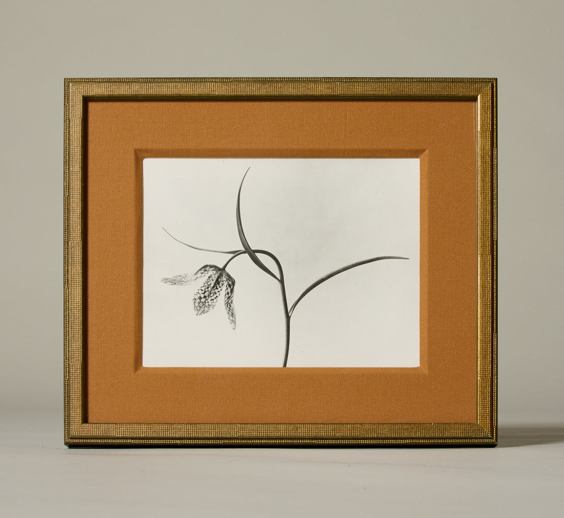 1930 FLOWER STALK BY KARL BLOSSFELDT (1865-1932)