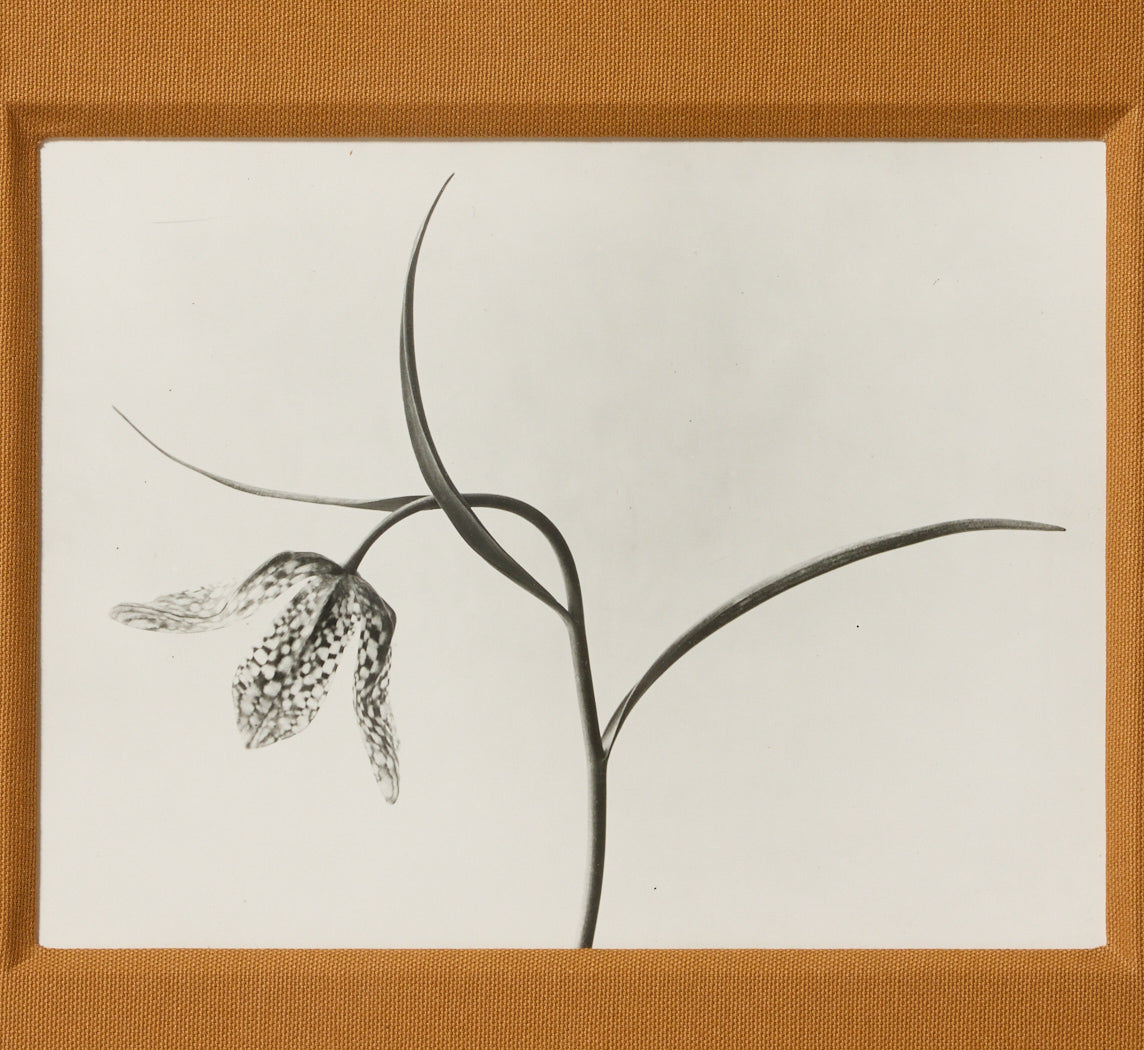 1930 FLOWER STALK BY KARL BLOSSFELDT (1865-1932)