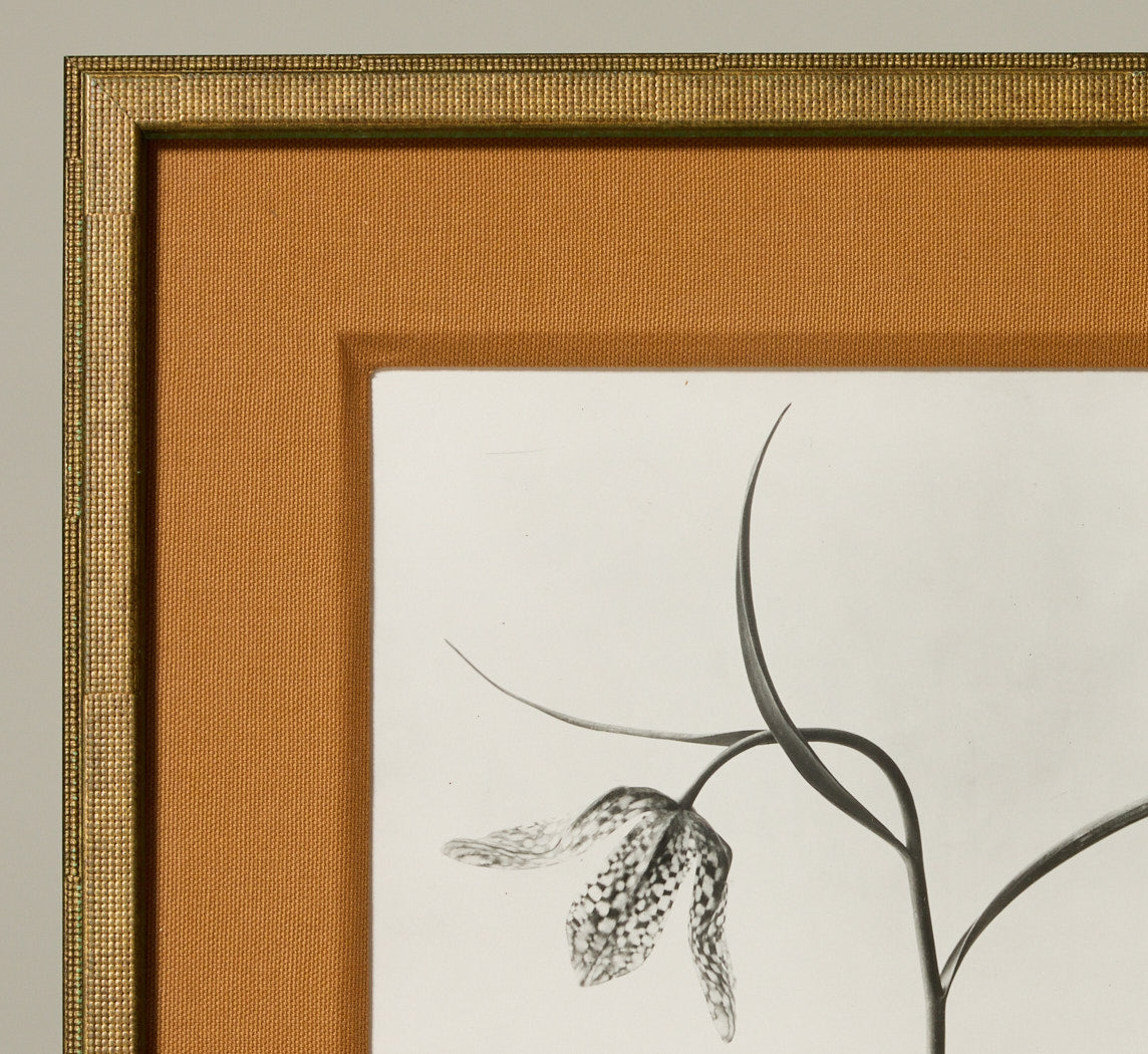 1930 FLOWER STALK BY KARL BLOSSFELDT (1865-1932)