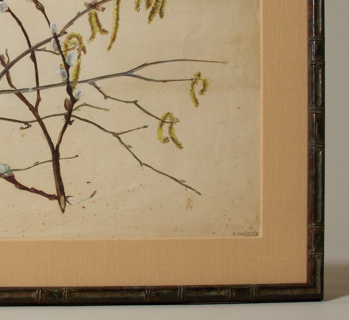 1920 HERBARIUM PLANT STUDY II