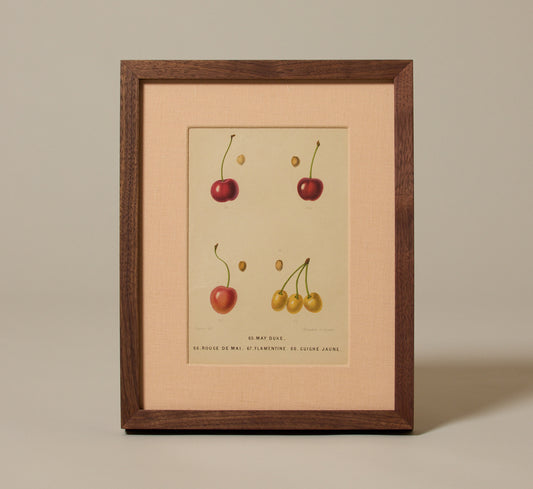 ANTIQUE CHERRY VARIETAL BOTANICAL PRINT