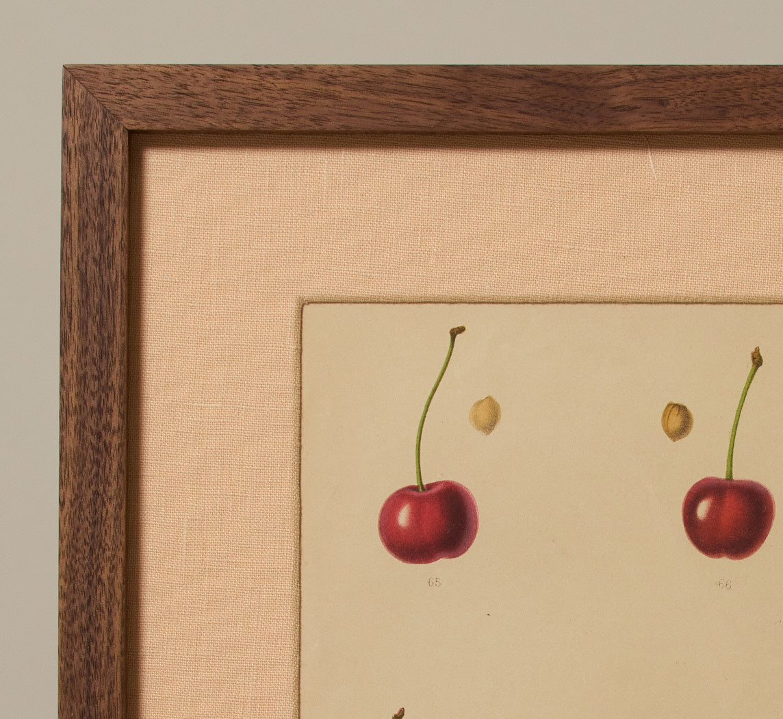 ANTIQUE CHERRY VARIETAL BOTANICAL PRINT