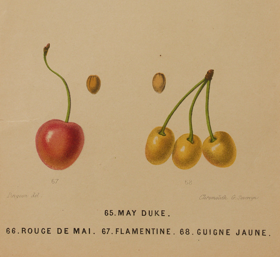 ANTIQUE CHERRY VARIETAL BOTANICAL PRINT
