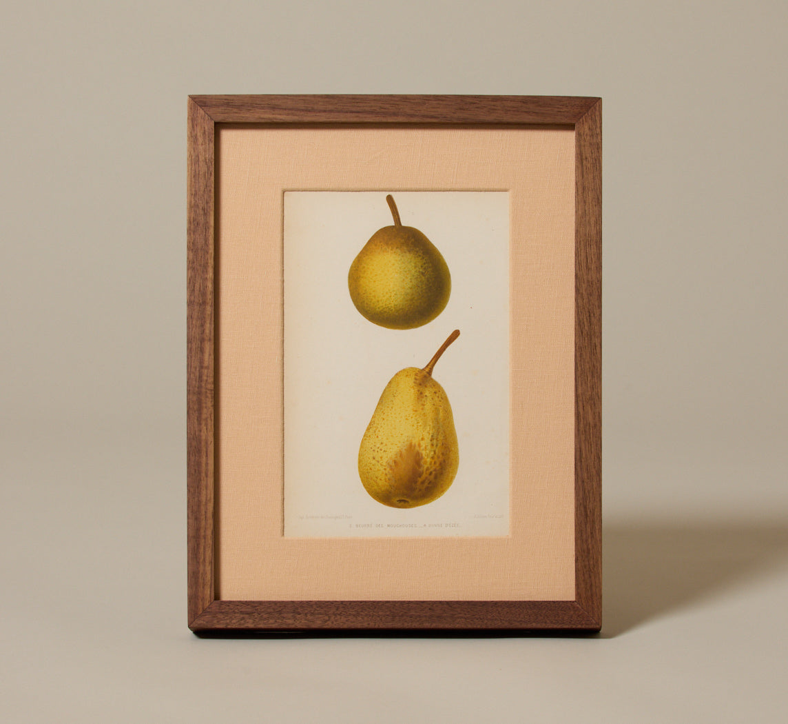 ANTIQUE PEAR STUDY BOTANICAL PRINT I