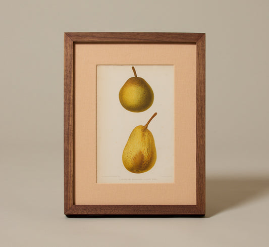 ANTIQUE PEAR STUDY BOTANICAL PRINT I