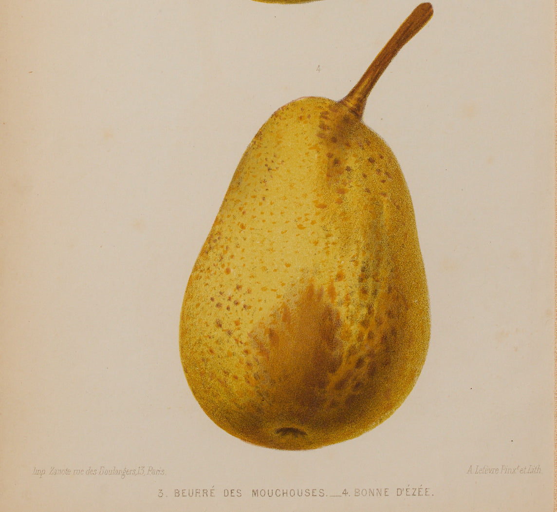 ANTIQUE PEAR STUDY BOTANICAL PRINT I