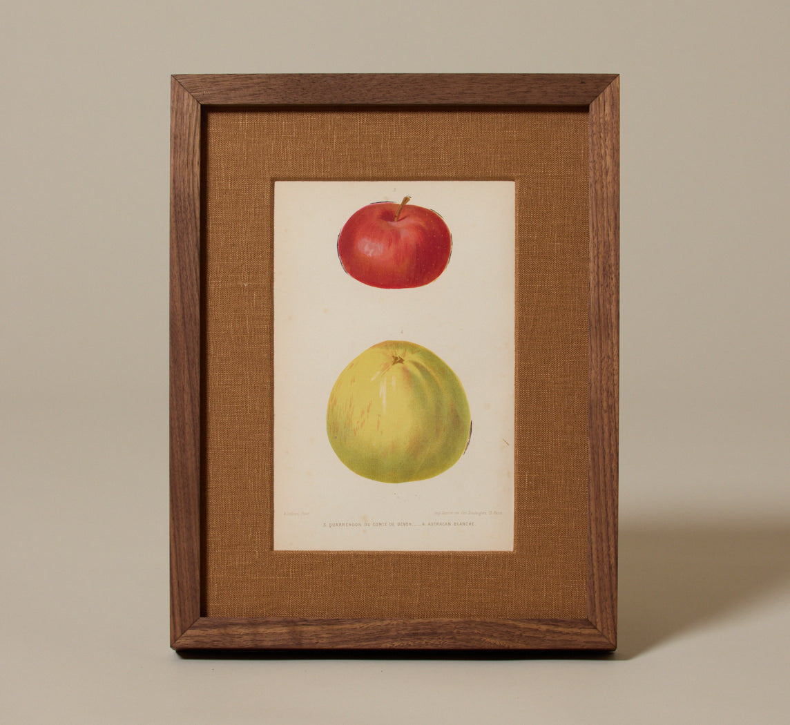 ANTIQUE APPLE STUDY BOTANICAL PRINT