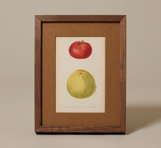 ANTIQUE APPLE STUDY BOTANICAL PRINT