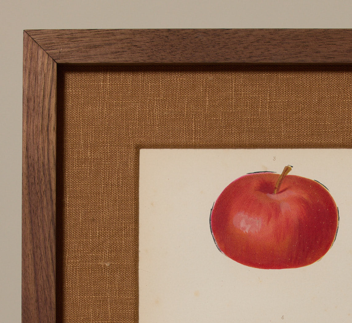 ANTIQUE APPLE STUDY BOTANICAL PRINT