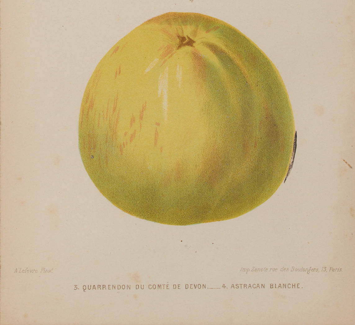 ANTIQUE APPLE STUDY BOTANICAL PRINT