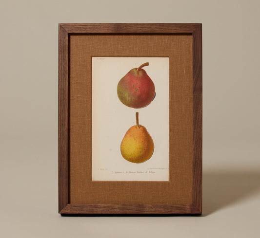 ANTIQUE PEAR DUO BOTANICAL PRINT