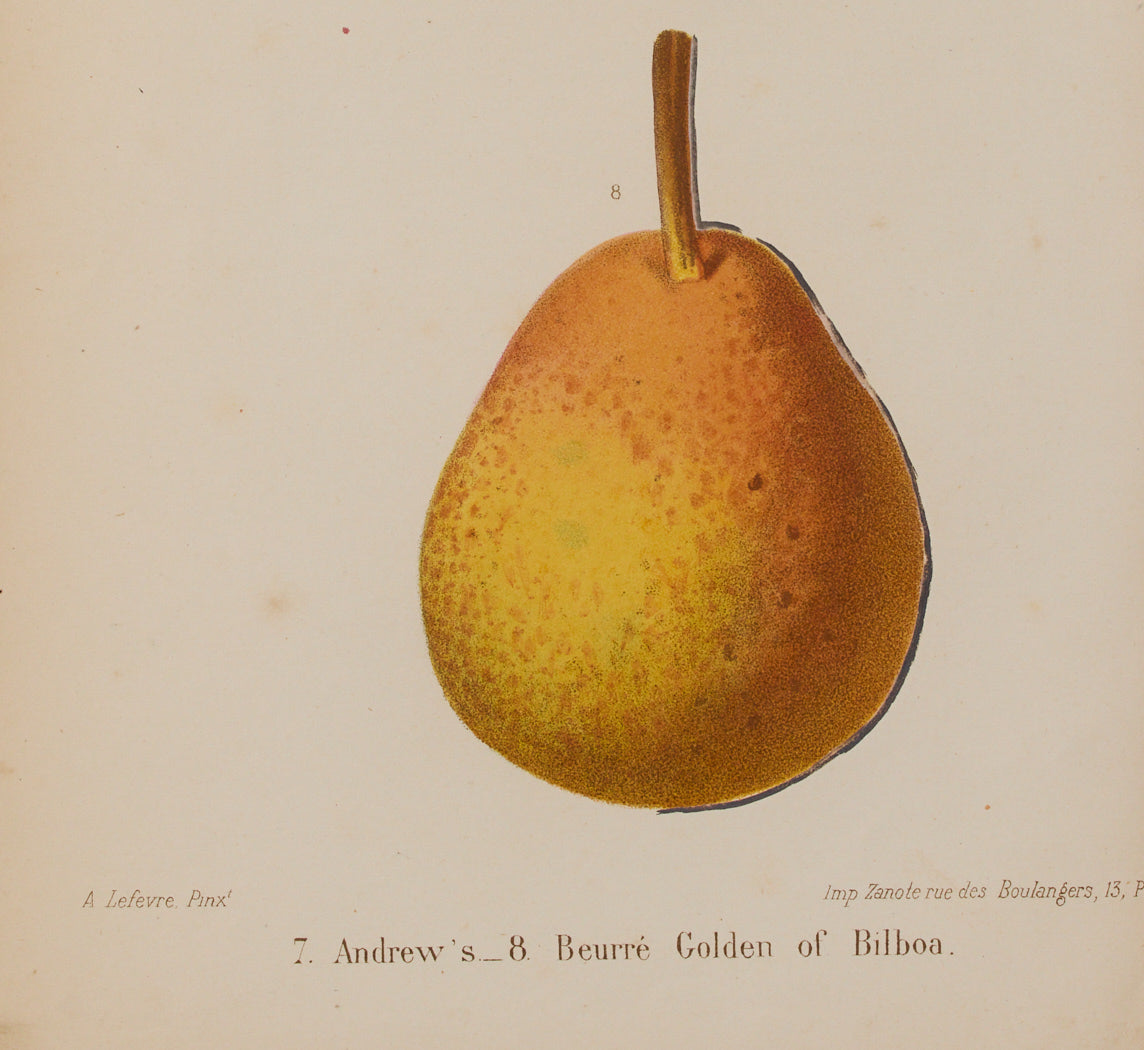 ANTIQUE PEAR DUO BOTANICAL PRINT