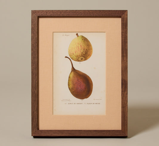 ANTIQUE PEAR VARIETAL BOTANICAL PRINT