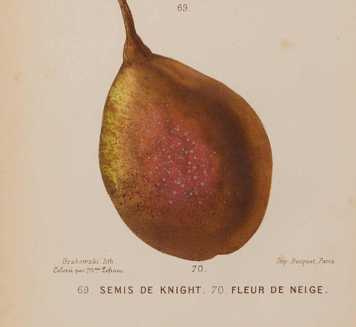 ANTIQUE PEAR VARIETAL BOTANICAL PRINT