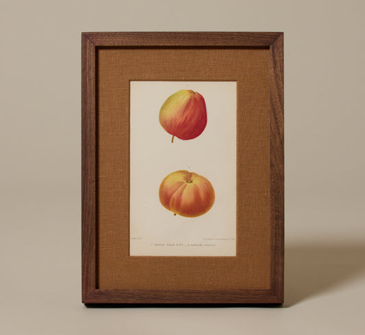 ANTIQUE APPLE VARIETAL BOTANICAL PRINT