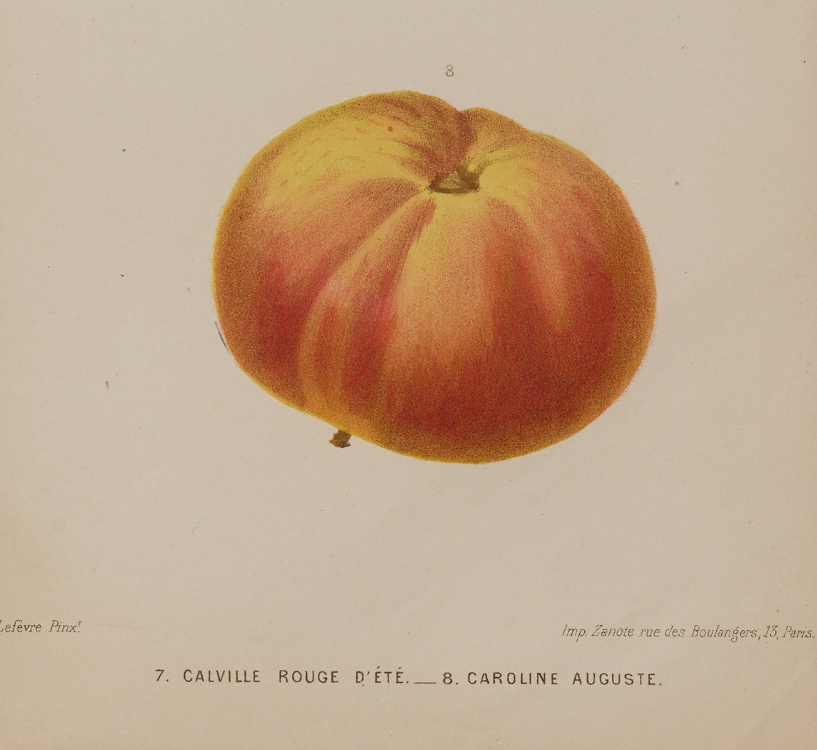 ANTIQUE APPLE VARIETAL BOTANICAL PRINT
