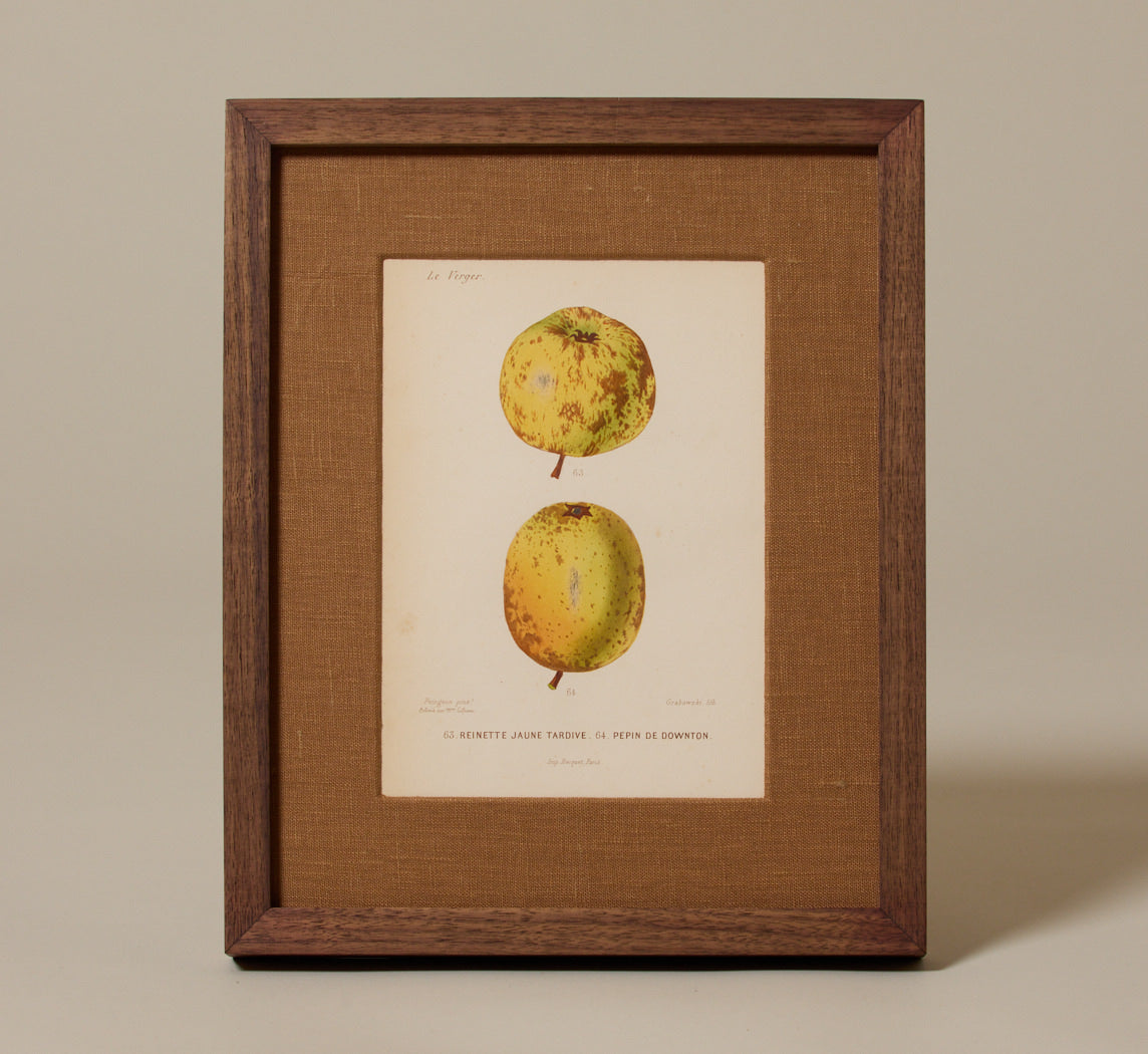 ANTIQUE APPLE BOTANICAL PRINT