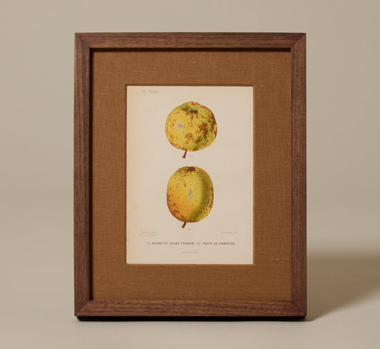 ANTIQUE APPLE BOTANICAL PRINT