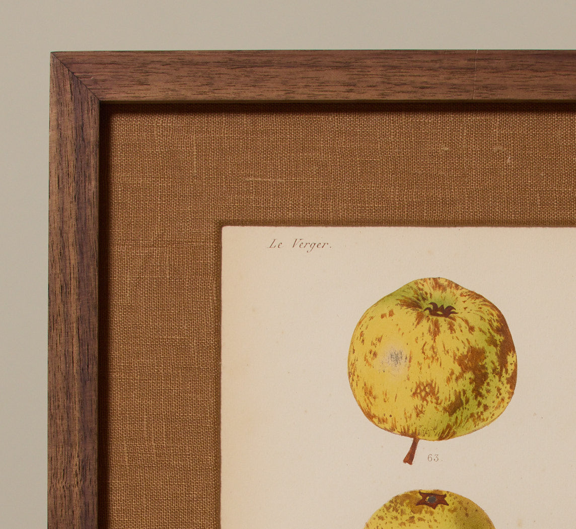 ANTIQUE APPLE BOTANICAL PRINT