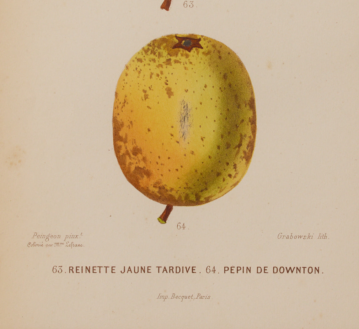 ANTIQUE APPLE BOTANICAL PRINT