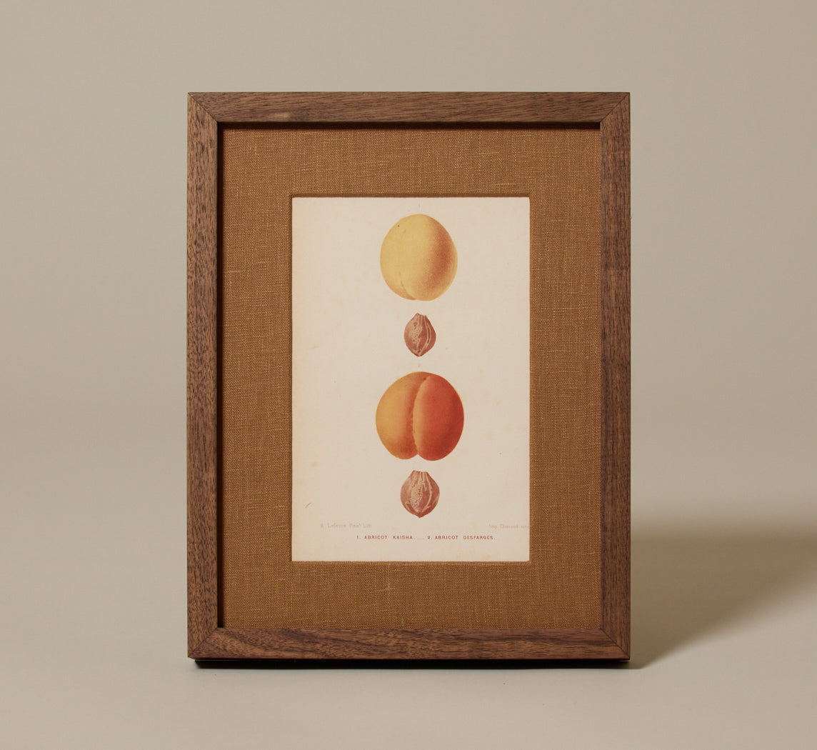 ANTIQUE APRICOT BOTANICAL PRINT