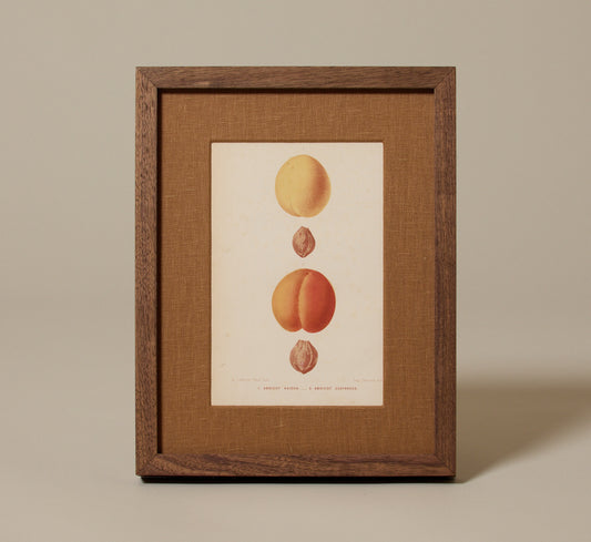 ANTIQUE APRICOT BOTANICAL PRINT