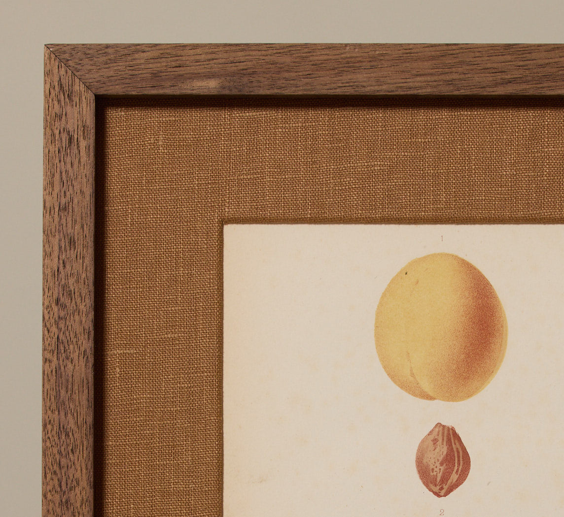 ANTIQUE APRICOT BOTANICAL PRINT