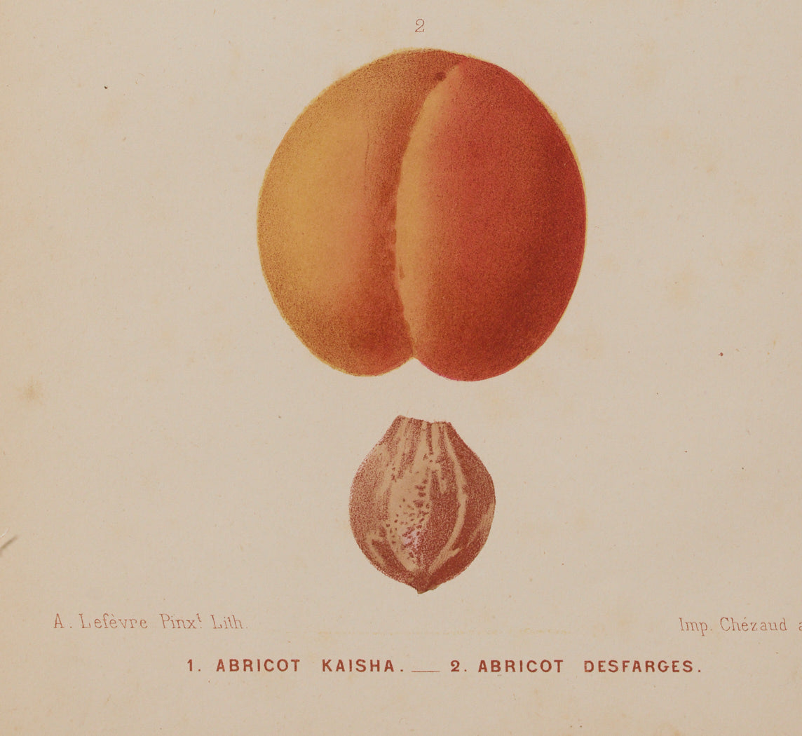 ANTIQUE APRICOT BOTANICAL PRINT