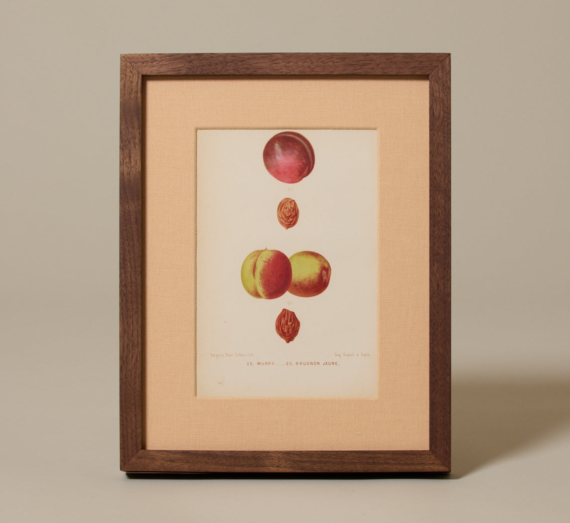 ANTIQUE NECTARINE BOTANICAL PRINT