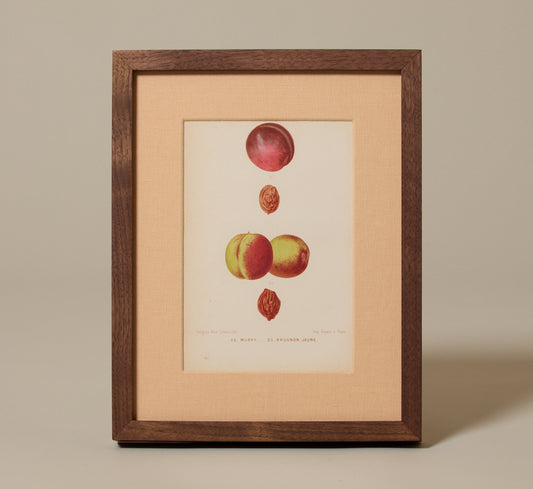 ANTIQUE NECTARINE BOTANICAL PRINT