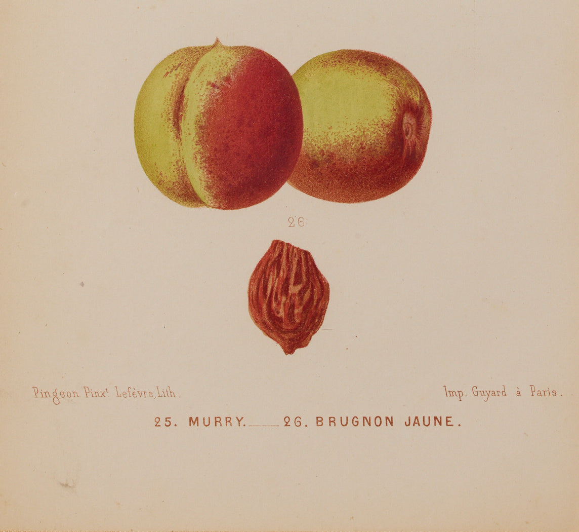 ANTIQUE NECTARINE BOTANICAL PRINT