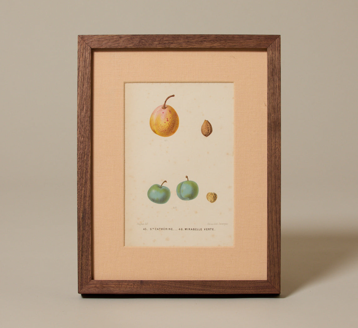 ANTIQUE MIXED FRUIT BOTANICAL PRINT