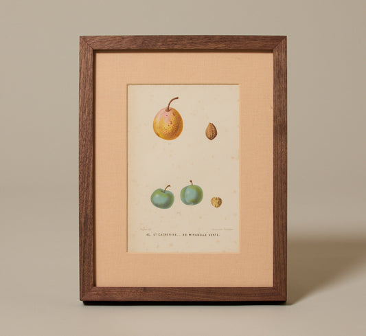 ANTIQUE MIXED FRUIT BOTANICAL PRINT