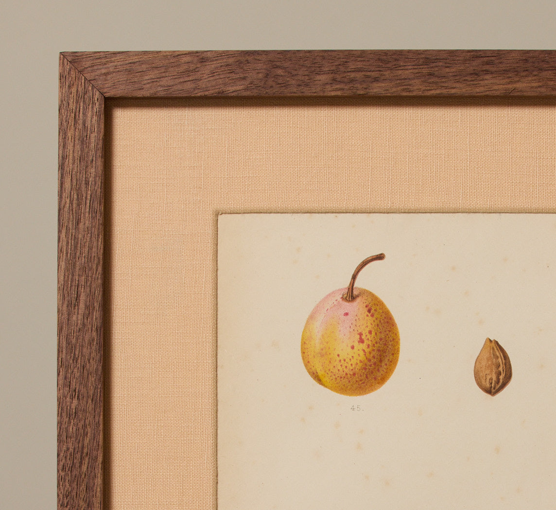 ANTIQUE MIXED FRUIT BOTANICAL PRINT