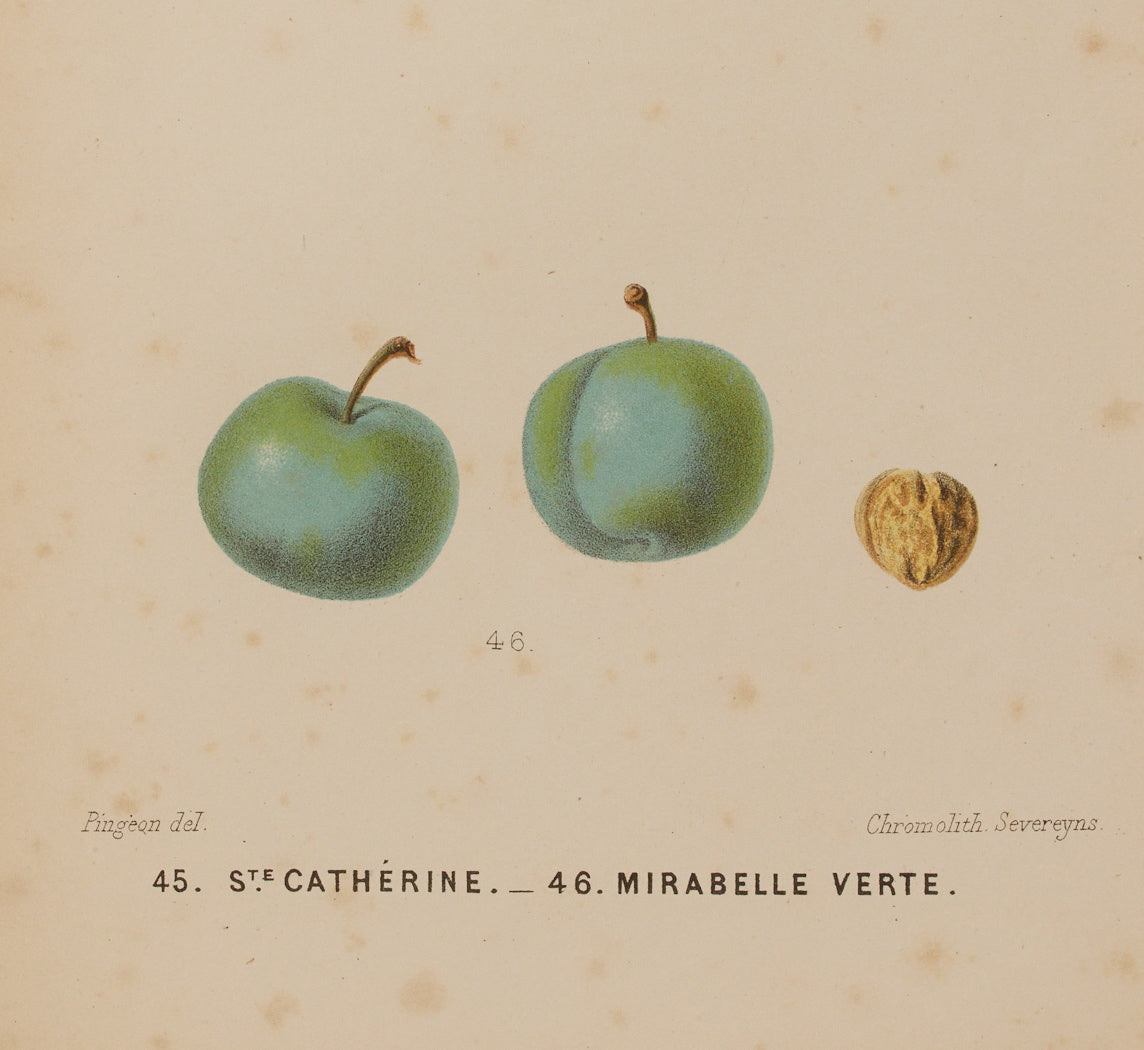 ANTIQUE MIXED FRUIT BOTANICAL PRINT