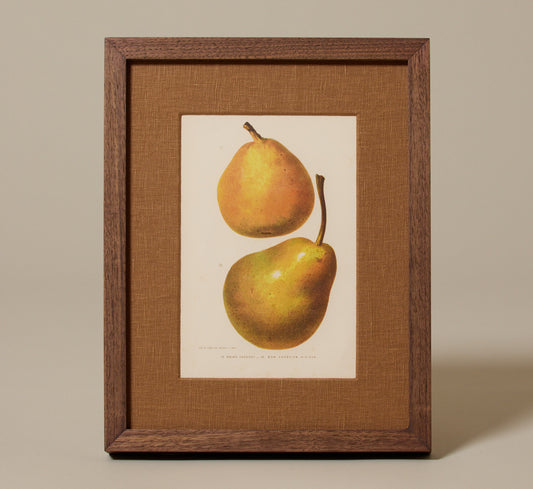 ANTIQUE PEAR BOTANICAL PRINT
