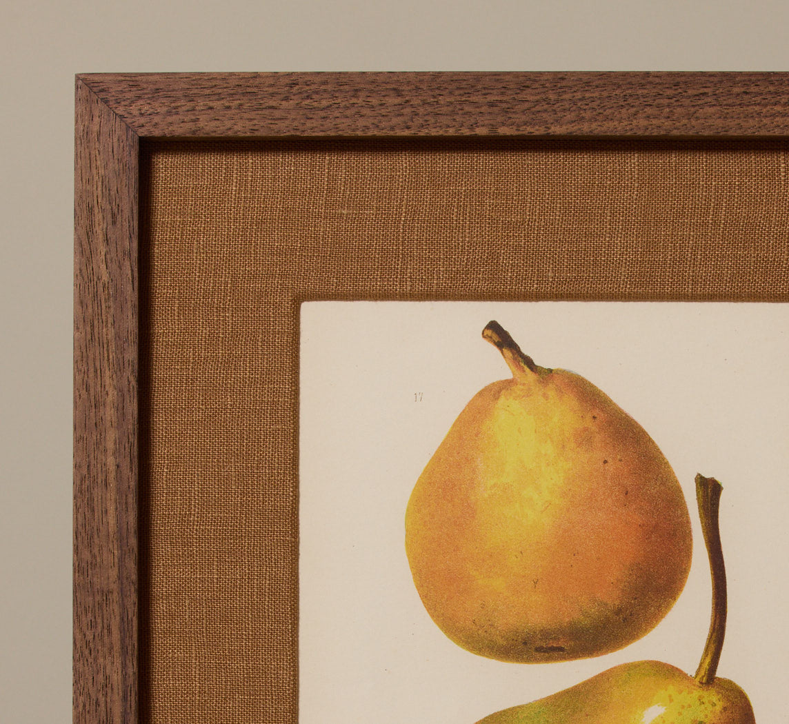 ANTIQUE PEAR BOTANICAL PRINT