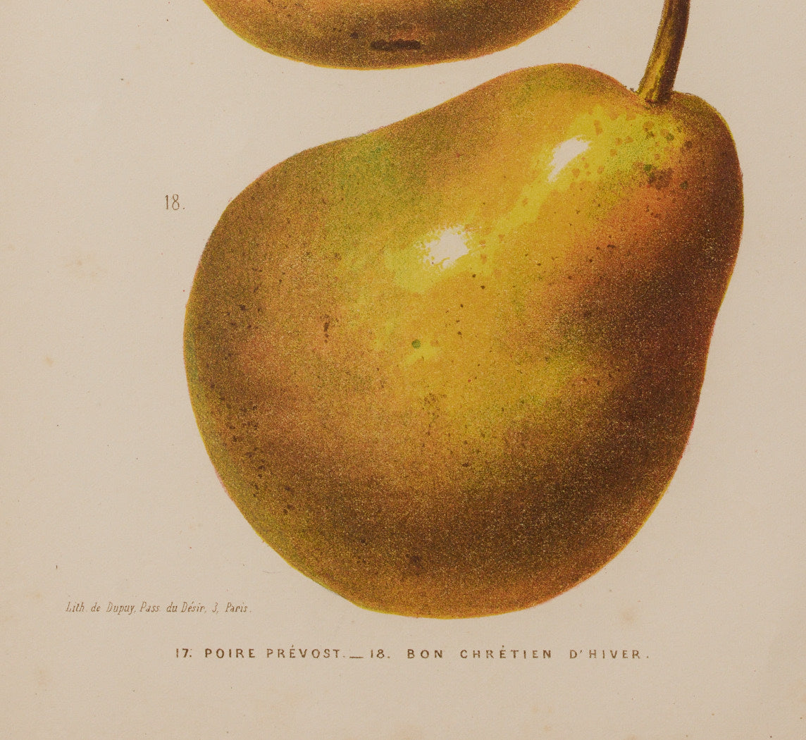 ANTIQUE PEAR BOTANICAL PRINT