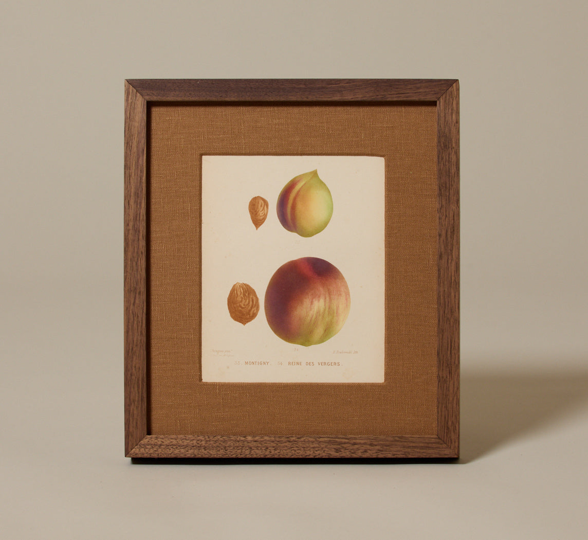ANTIQUE STONE FRUIT BOTANICAL PRINT