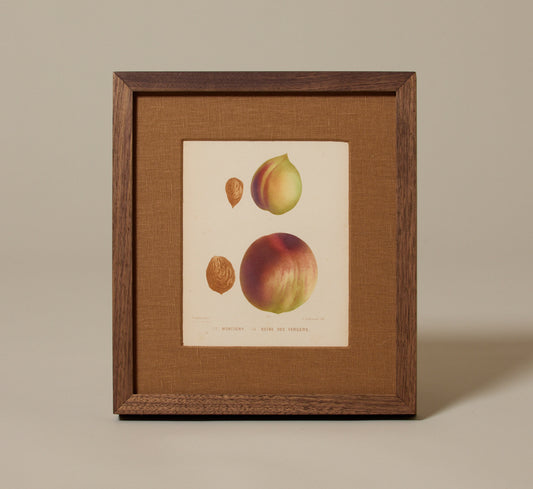 ANTIQUE STONE FRUIT BOTANICAL PRINT