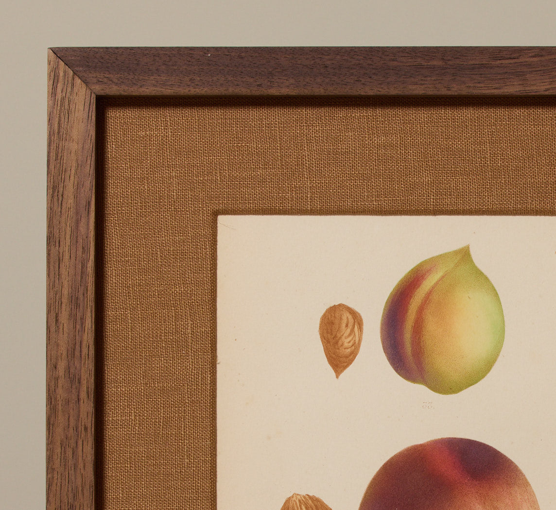 ANTIQUE STONE FRUIT BOTANICAL PRINT