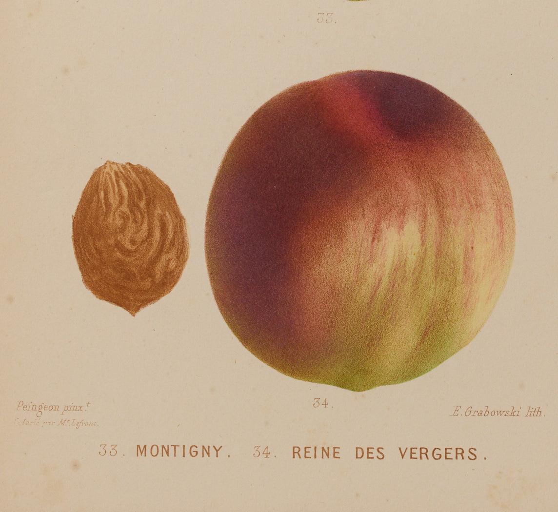 ANTIQUE STONE FRUIT BOTANICAL PRINT