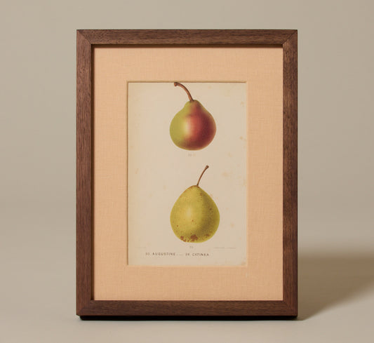 ANTIQUE PEAR STUDY BOTANICAL PRINT II