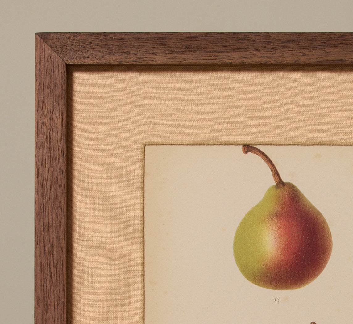 ANTIQUE PEAR STUDY BOTANICAL PRINT II